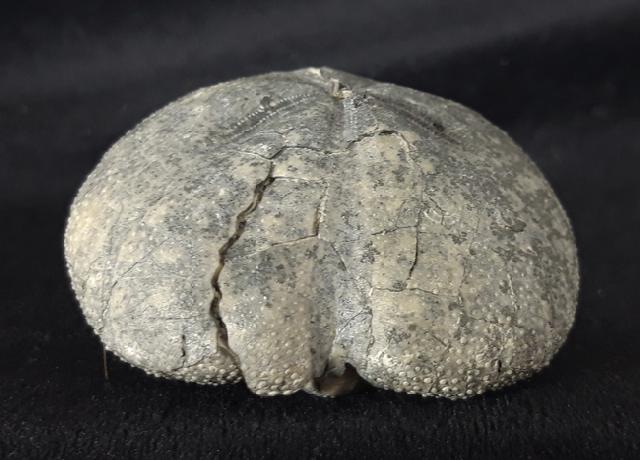 Micraster cf. schroederi STOLLEY 1891 - Bild &copy; FossNet FossilienStore